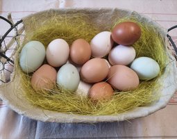 Panachage d'oeufs à couver de différentes couleurs