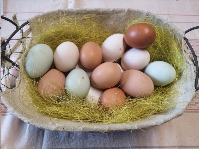 Panachage d'oeufs à couver de différentes couleurs