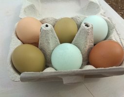 Boîte X6 œufs colorés 🌈