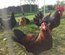 💚 Œufs de couleurs ( poule Olivette)
