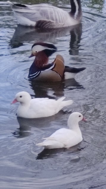 oeufs à couver canard mandarin et carolin