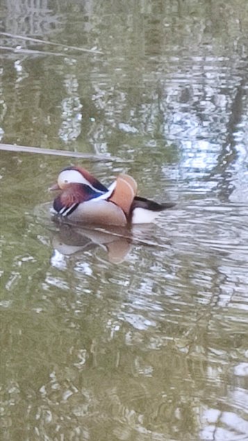 oeufs à couver canard mandarin et carolin