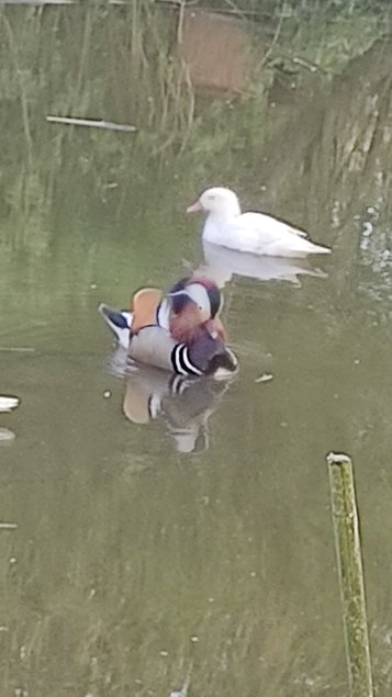 oeufs à couver canard mandarin et carolin