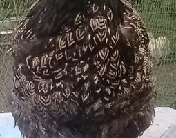 Brahma gd