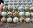 🥚 Œufs de caille SPALTER
