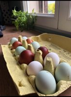 Panier de 6 œufs coloré. Marans legbar f1 leghorn olive egger