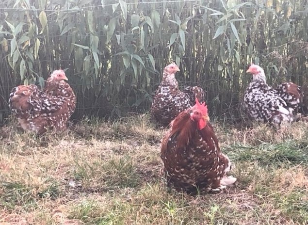 Oeufs Fécondés Pekin Milles Fleurs Porcelaine