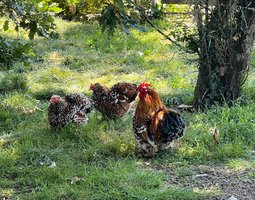 Oeufs Fécondés Pekin Milles Fleurs Porcelaine