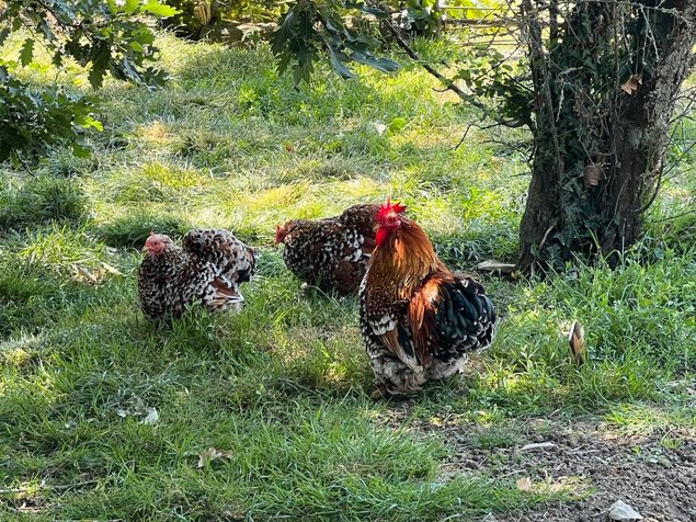 Oeufs Fécondés Pekin Milles Fleurs Porcelaine