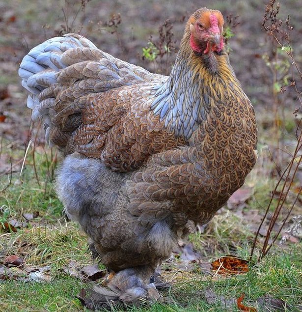 Oeufs fécondés Brahma Perdrix Doré Maillé bleu Grande race