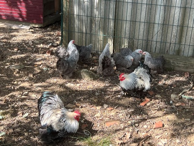 Oeufs Pekin Perdrix Mailles Argentés