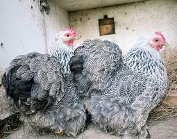 Oeufs Pekin Perdrix Mailles Argentés