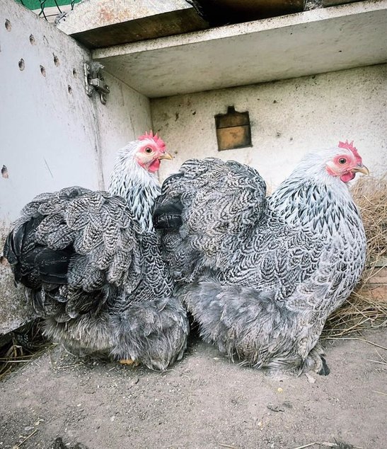 Oeufs Pekin Perdrix Mailles Argentés