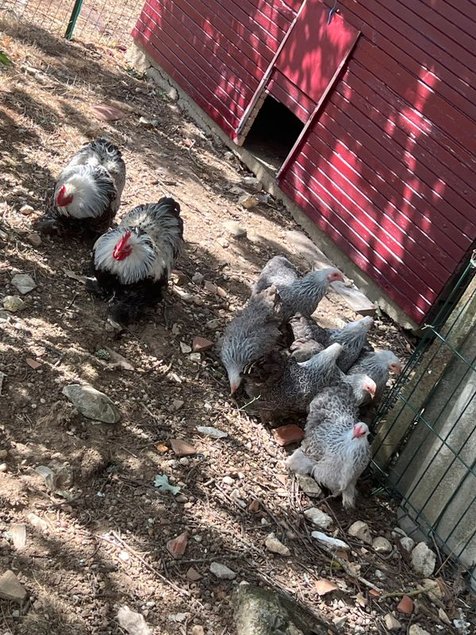 Oeufs Pekin Perdrix Mailles Argentés