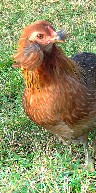 Oeufs à couver Araucana saumon doré