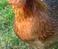 Oeufs à couver Araucana saumon doré