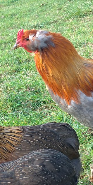 Oeufs à couver Araucana saumon doré