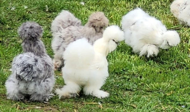 Silkies véritable Poule soie US / Oeuf à couver