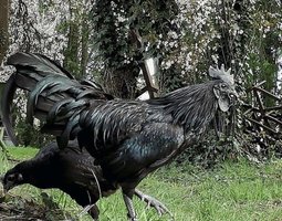 Oeufs cemani