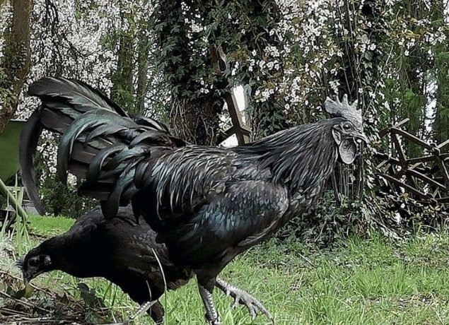 Oeufs cemani