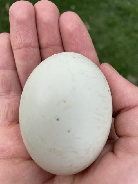 Oeufs fécondés canard Rouen