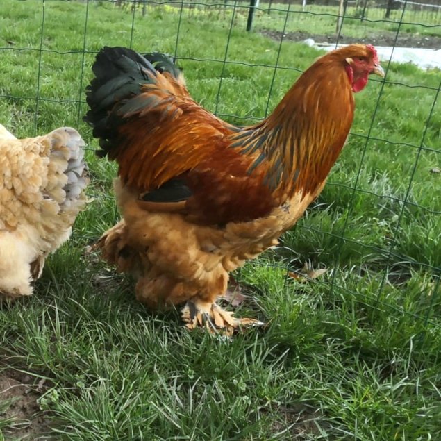 Brahma fauve herminé 🇺🇸 (noire/bleu/blanc)