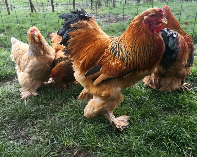 Brahma fauve herminé 🇺🇸 (noire/bleu/blanc)