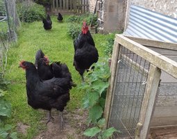 Œufs à couver de Australorp noir GR