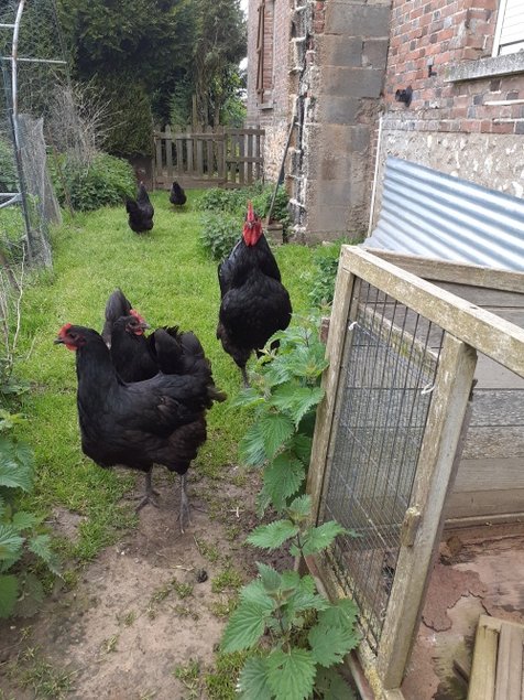 Œufs à couver de Australorp noir GR