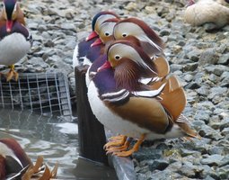 Mandarin couleur sauvage