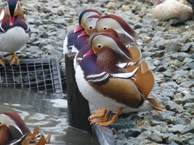 Mandarin couleur sauvage