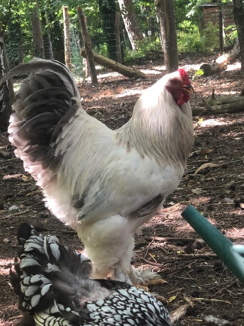 oeufs fécondés Brahma Blanche herminée bleu