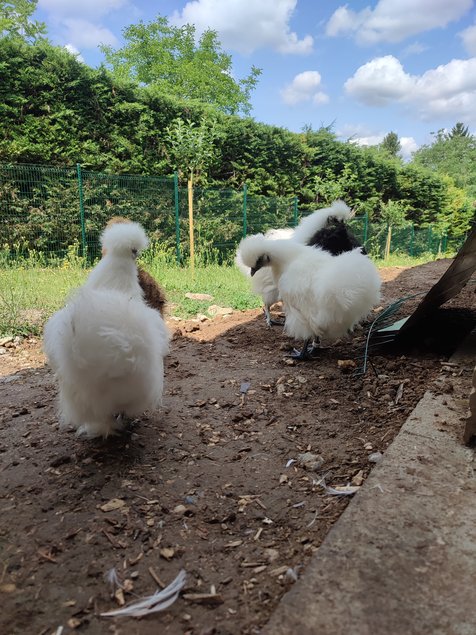 Jeunes poulets/ poulettes de Soie