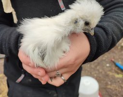 Jeunes poulets/ poulettes de Soie