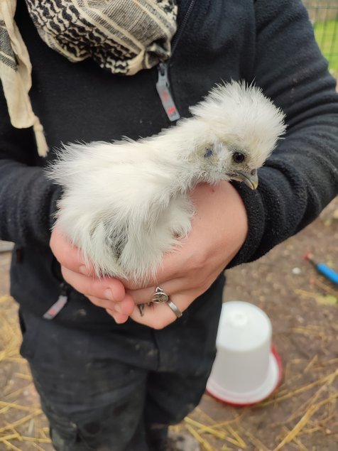 Jeunes poulets/ poulettes de Soie