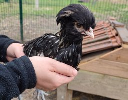 Jeunes poulets/poulettes Padoue
