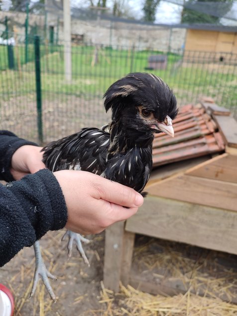 Jeunes poulets/poulettes Padoue