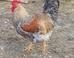 🐓 Poule de Bielefeld ( Bielefelder )