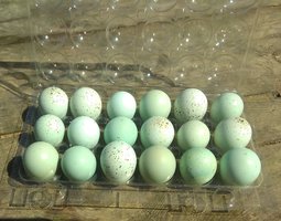 🥚Boîte X18 oeufs cailles Céladon ( œufs bleu)