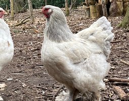 oeufs fécondés Brahma Blanche herminée bleu