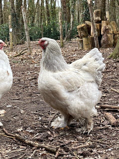 oeufs fécondés Brahma Blanche herminée bleu