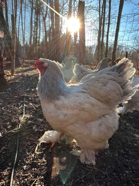 oeufs fécondés Brahma Blanche herminée bleu