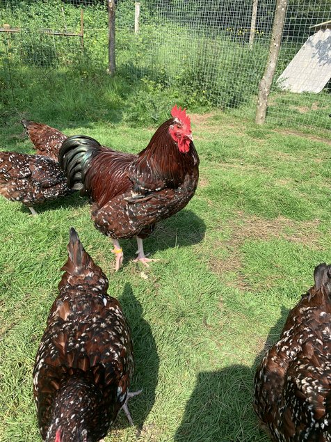 Oeufs fécondés Sussex tricolore