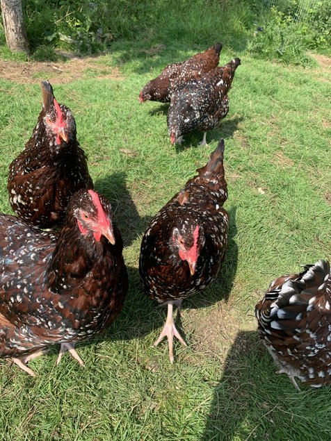 Oeufs fécondés Sussex tricolore