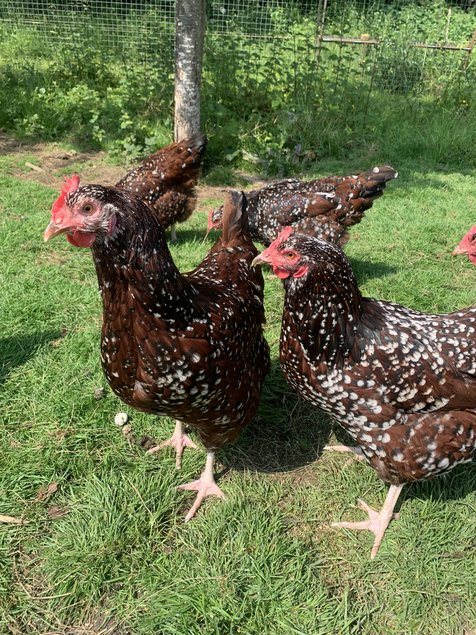 Oeufs fécondés Sussex tricolore