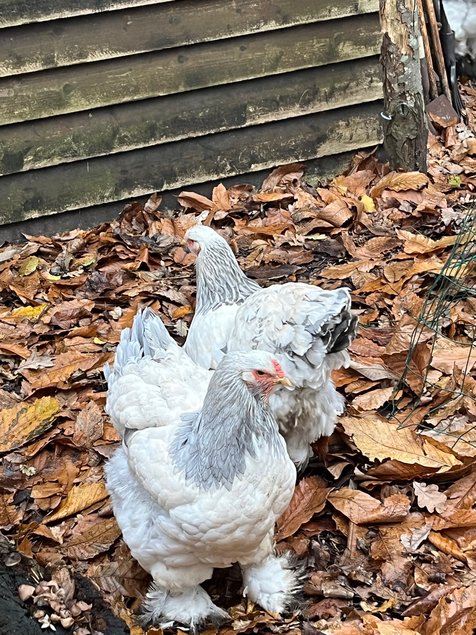 oeufs fécondés Brahma Blanche herminée bleu