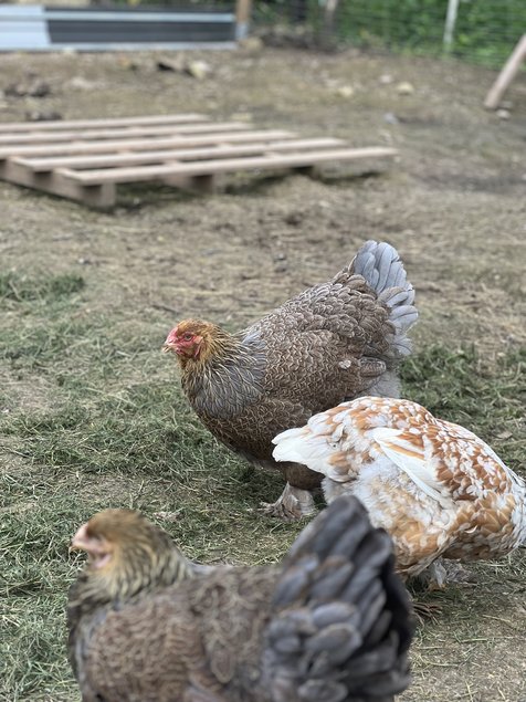 Œuf à couver mélange ( rousse et brahma )