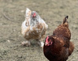 Œuf à couver mélange ( rousse et brahma )