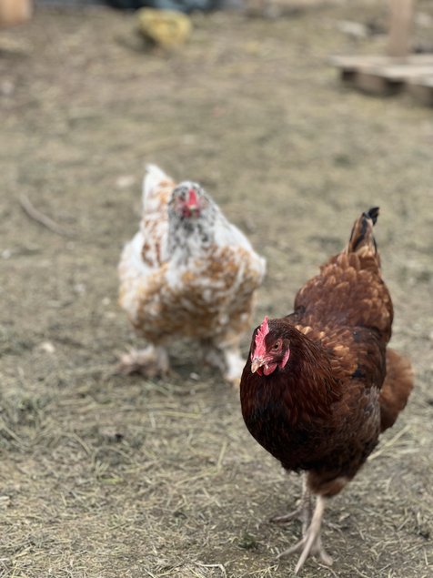 Œuf à couver mélange ( rousse et brahma )