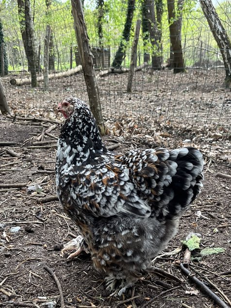 Brahma porcelaine